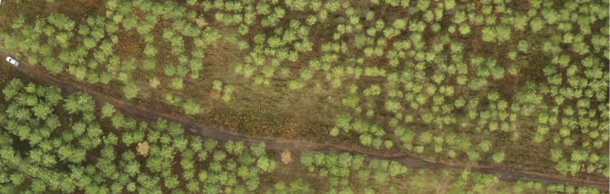 orthophoto par drone d'un peuplement de pins maritimes dans les Landes de Gascogne. Sylgéco 2021